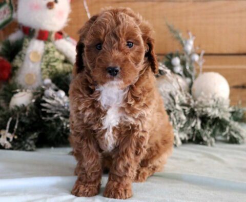 Giggles Mini Goldendoodle2