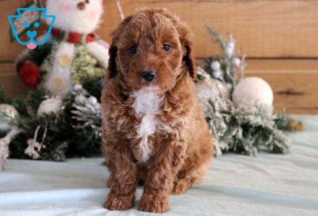Giggles Mini Goldendoodle2 image