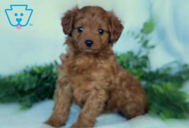 Giggles Mini Labradoodle image