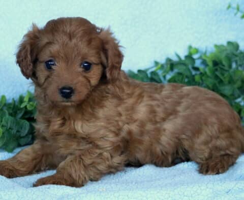 Giggles Mini Labradoodle2