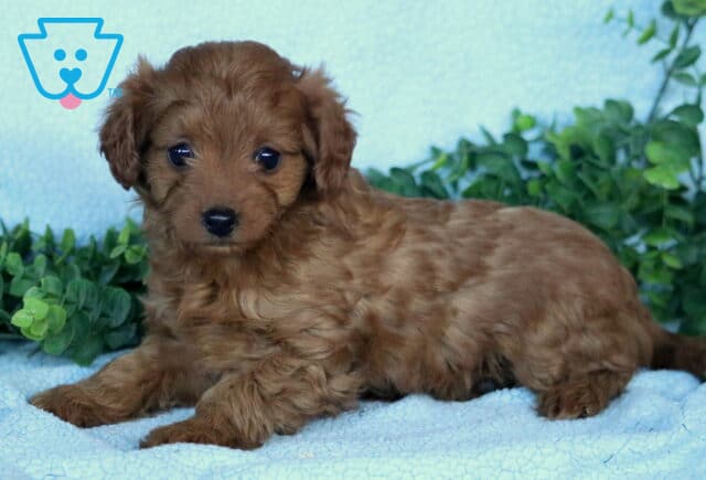 Giggles Mini Labradoodle2 image