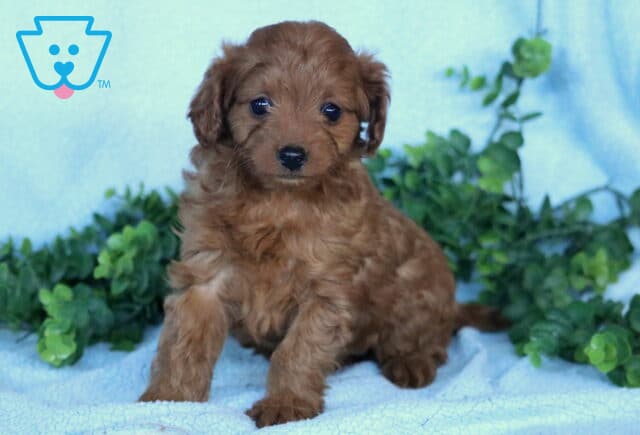 Giggles Mini Labradoodle3 image
