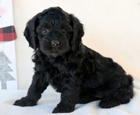 Gigi Cockapoo
