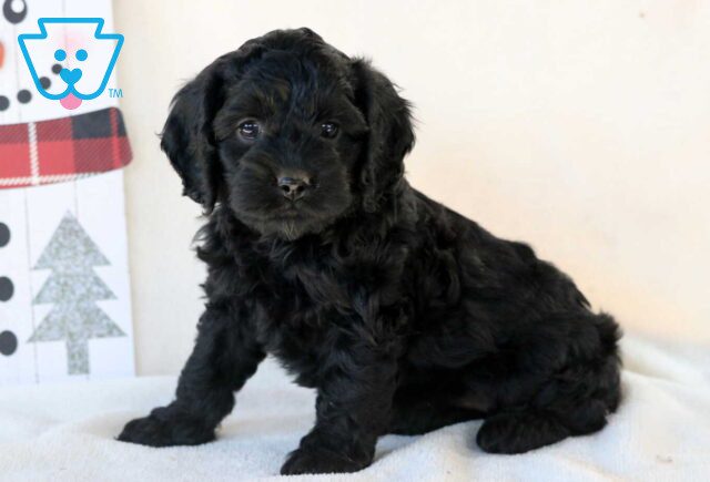 Gigi Cockapoo image