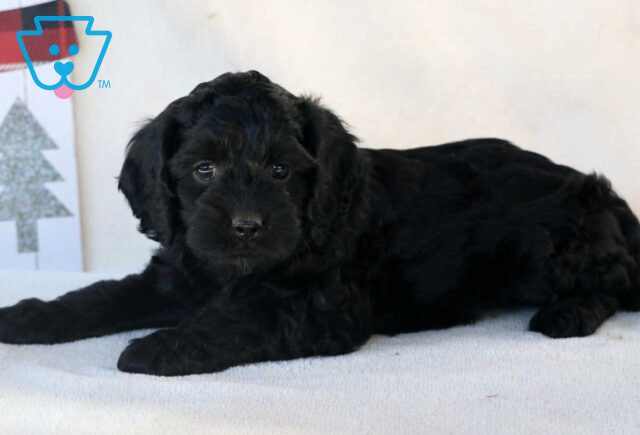 Gigi Cockapoo2 image
