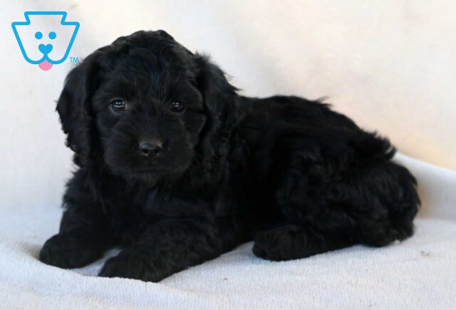 Gigi Cockapoo3 image