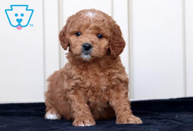 Gigi Goldendoodle image