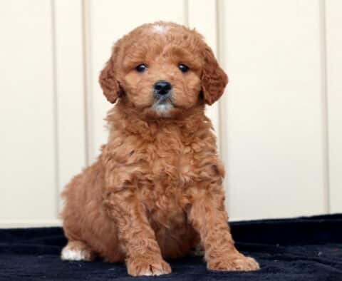 Gigi Goldendoodle2
