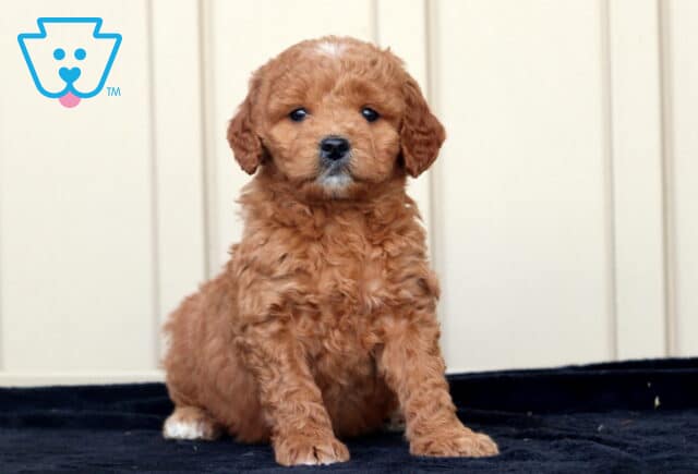 Gigi Goldendoodle2 image