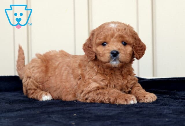 Gigi Goldendoodle3 image