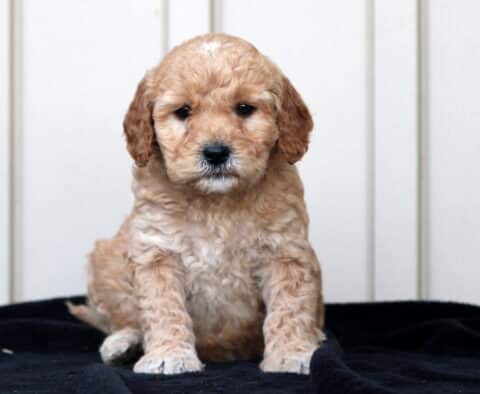 Ginger Goldendoodle