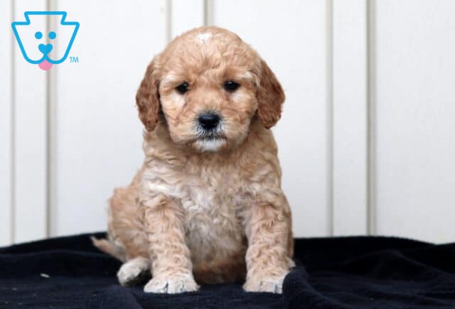 Ginger Goldendoodle image