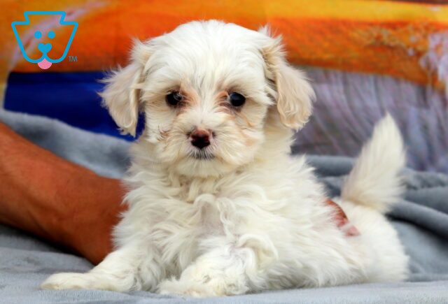 Ginny Maltipoo 1-001