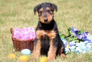 airedale terrier puppies for sale