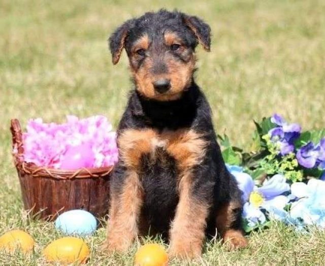 airedale terrier puppies for sale