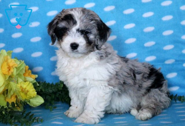 Gino Australian Shepherd Mix