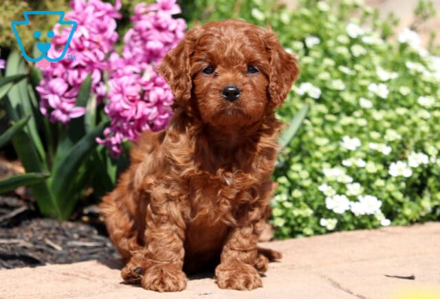Gino Cavapoo image