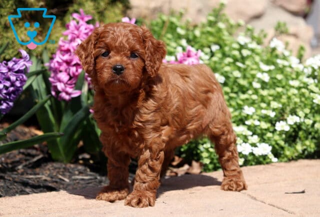 Gino Cavapoo2 image