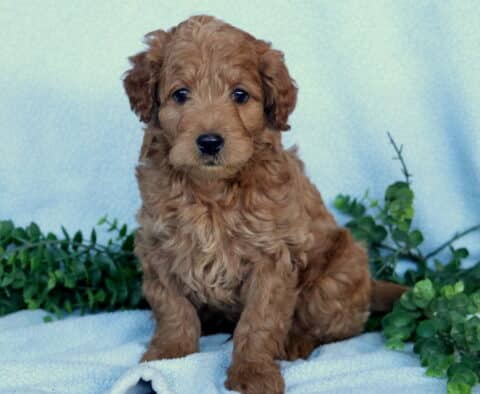 Gino Mini Labradoodle