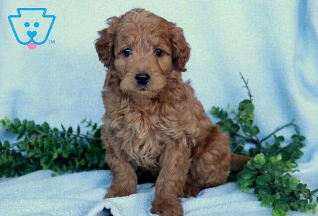 Gino Mini Labradoodle image