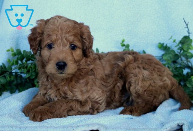 Gino Mini Labradoodle2 image