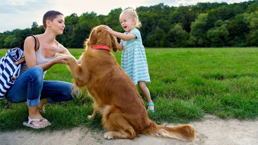 Golden Retriever introduced to little girl