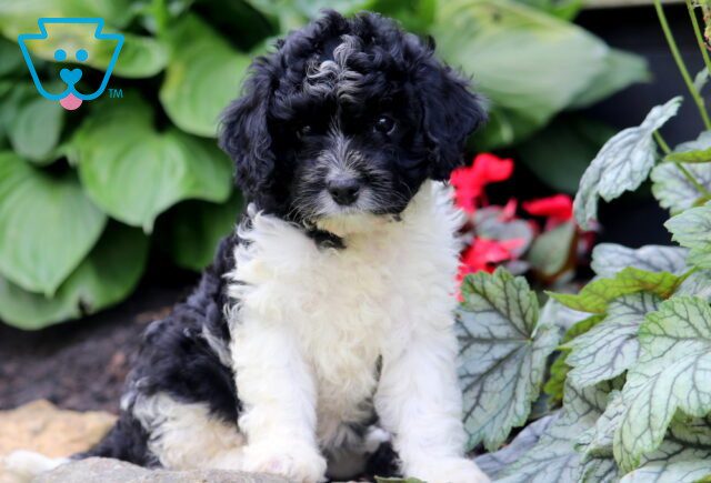 Girly Cavapoo 1-001