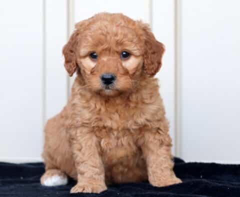 Girly GOldendoodle