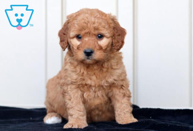 Girly GOldendoodle image
