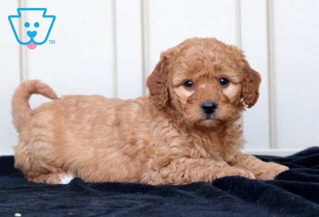 Girly GOldendoodle2 image