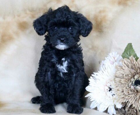 Girly Mini Bernedoodle