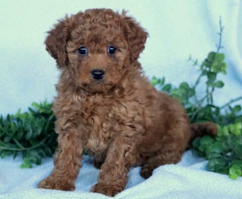 Girly Mini Labradoodle