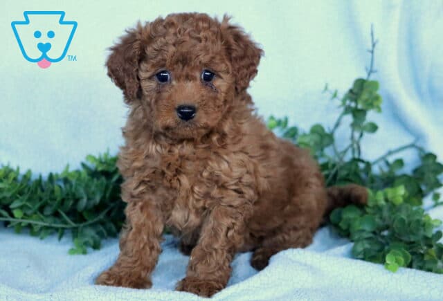 Girly Mini Labradoodle image
