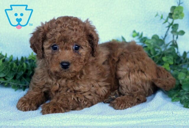 Girly Mini Labradoodle2 image