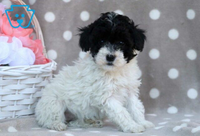 Girly Mini Poodle2