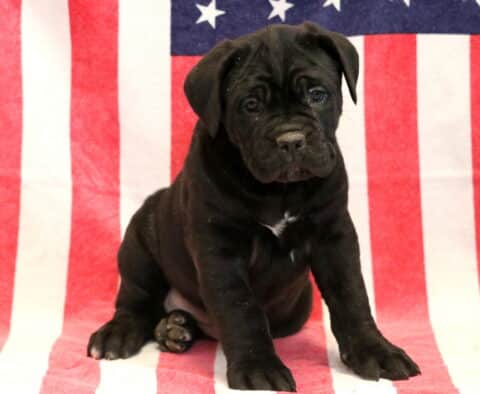Glory Cane Corso