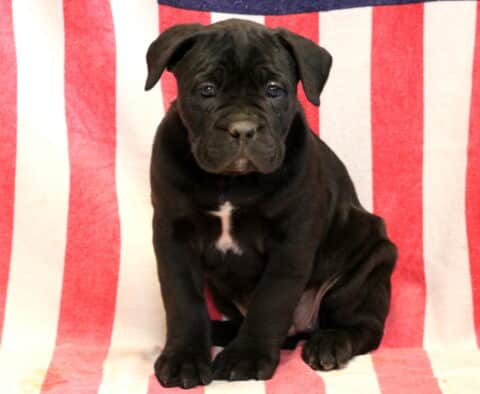 Glow Cane Corso