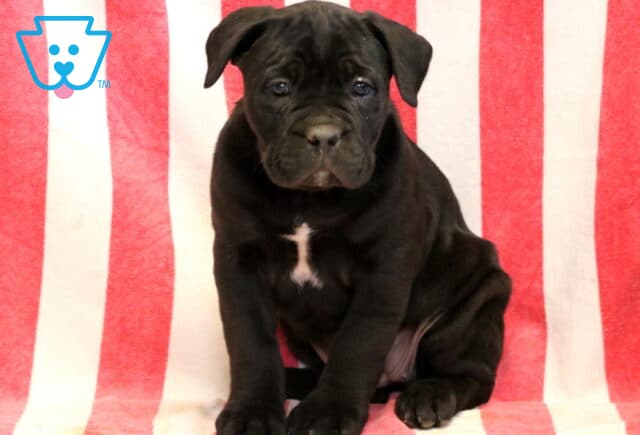 Glow Cane Corso image
