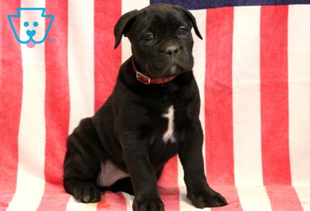 Glow Cane Corso2 image