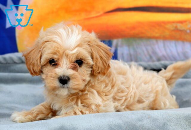 Glow Maltipoo 1-001