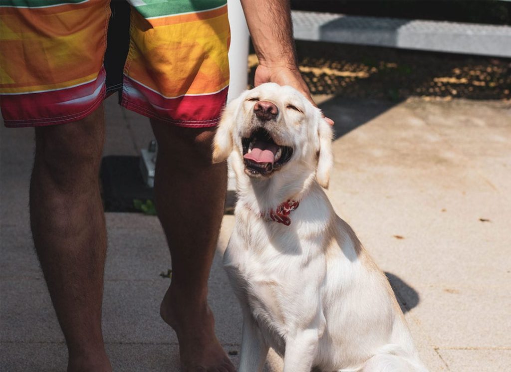 Yellow Labrador Retriever with family