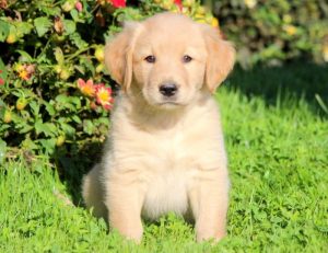 golden lab puppies for sale