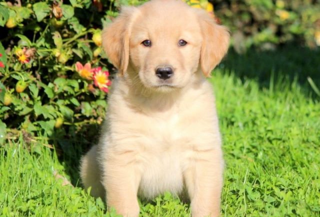 golden lab puppies for sale