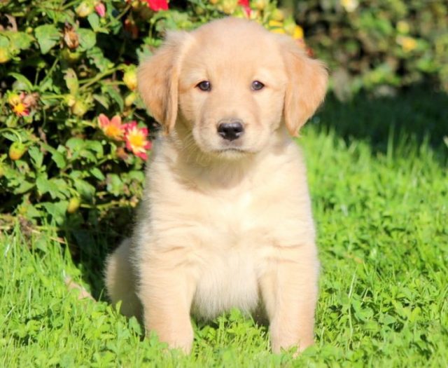 golden lab puppies for sale