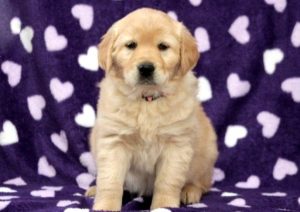 golden retriever mix puppies for sale