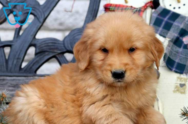 Friendly Golden Retriever Puppy