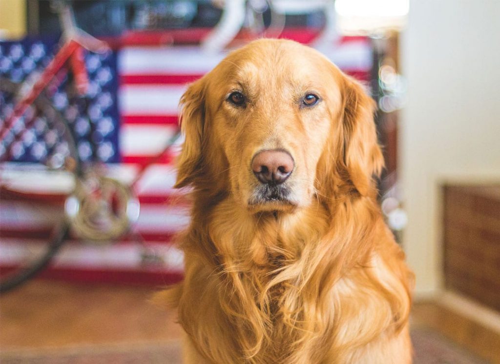 American classic dog the Golden Retriever