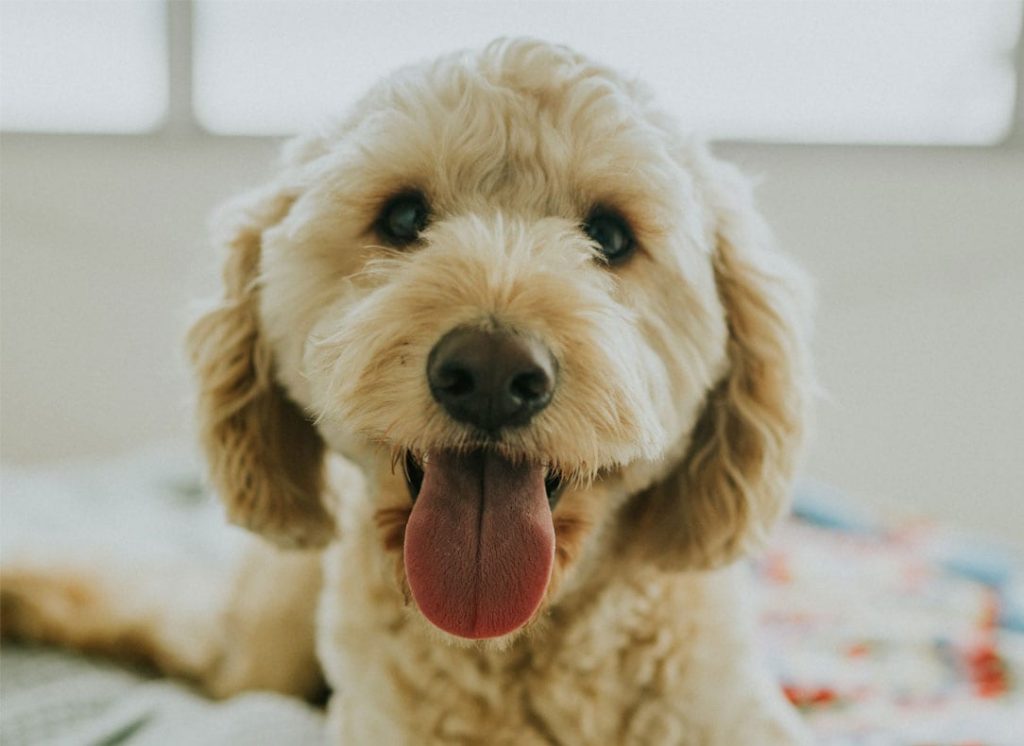 Happy Goldendoodle with his family