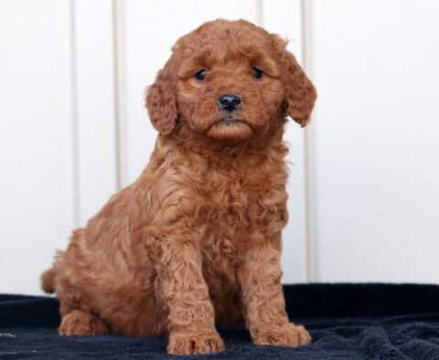 Goldie Goldendoodle