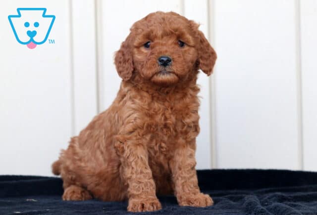 Goldie Goldendoodle image
